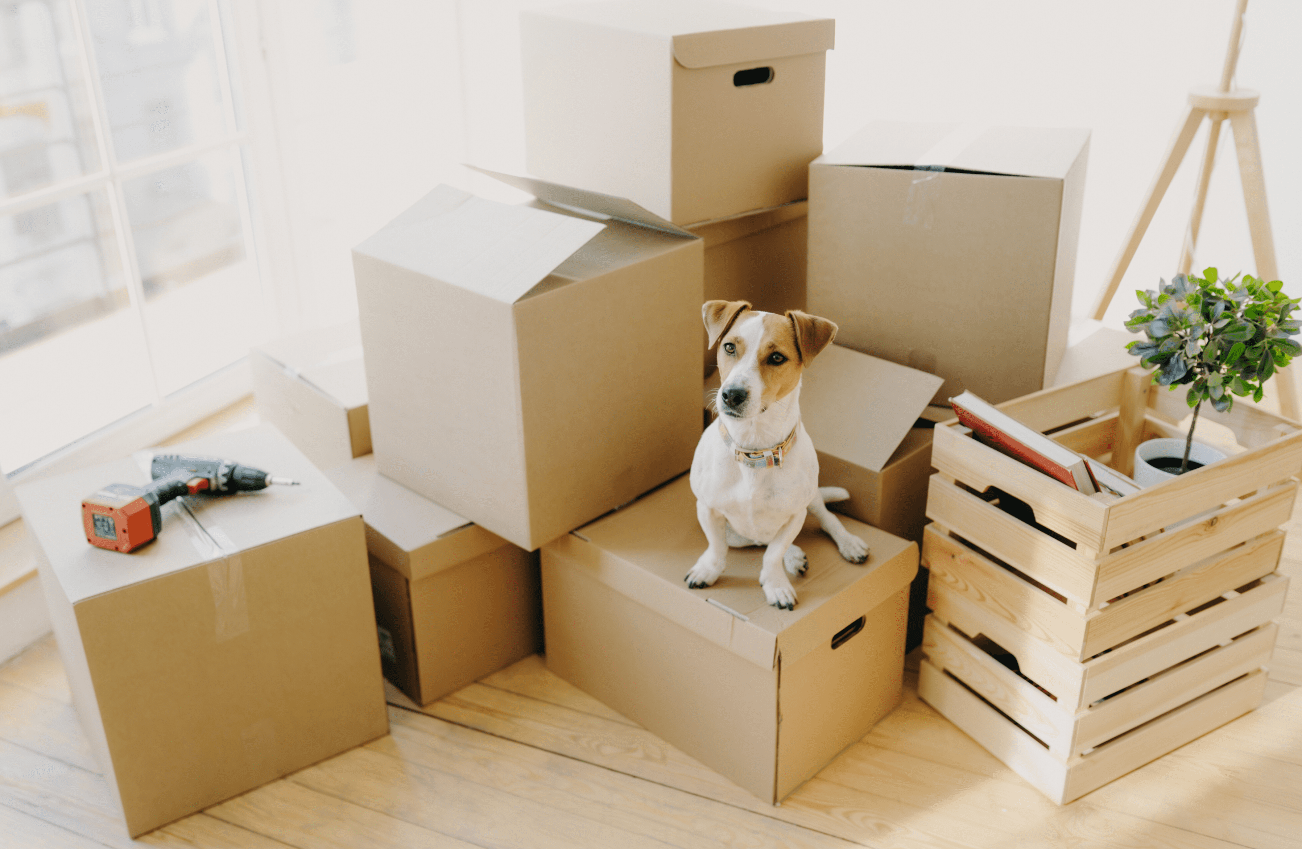 Moving with Pets Blog. Dog Sitting On Moving Boxes